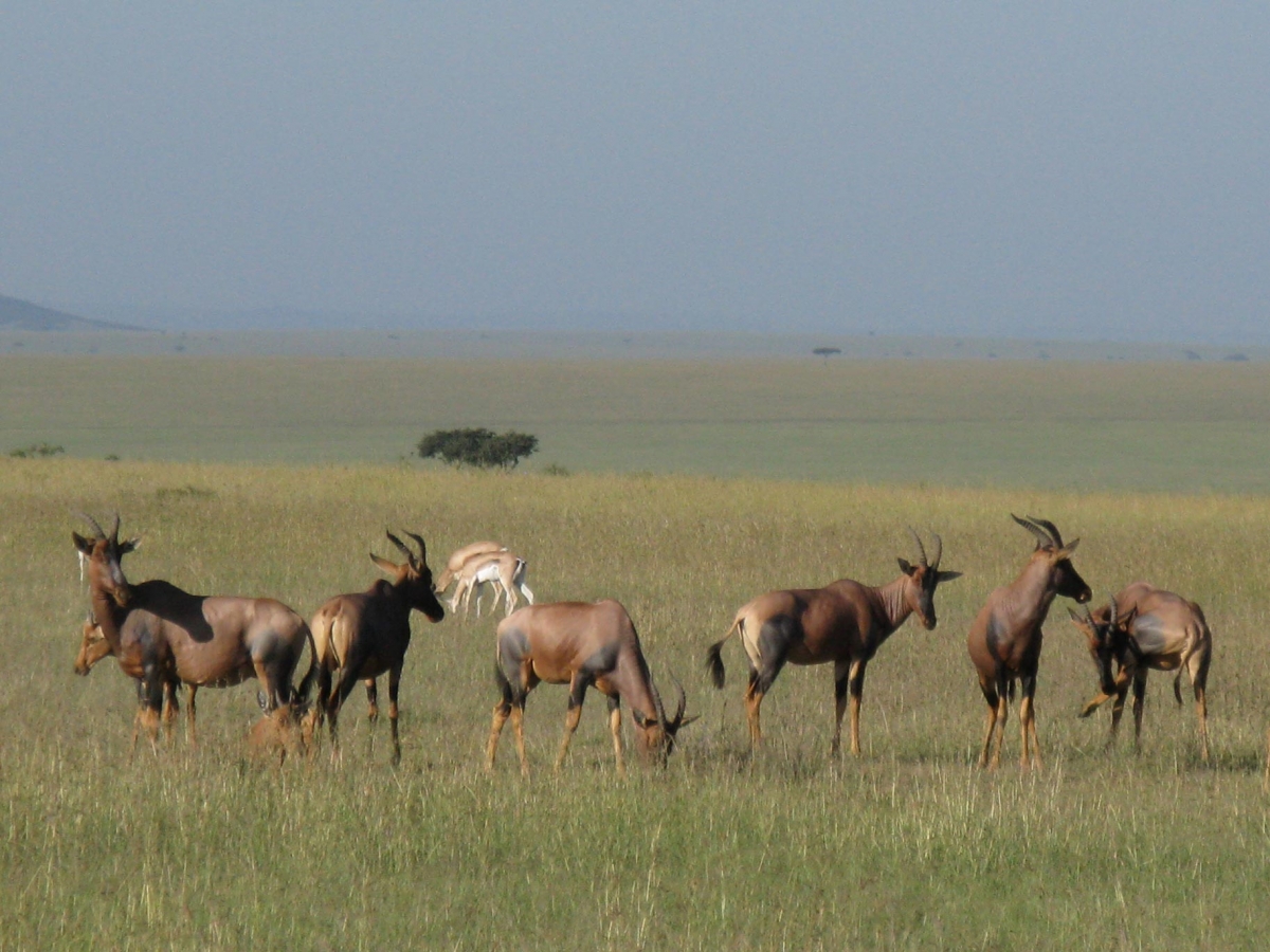 Kenya SD 2 Masai Mara-Air Balloon-AERIALS-Animals 3-7-2008 270     